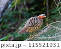 コジュケイ 115521931
