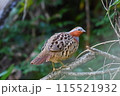 コジュケイ 115521932