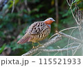 コジュケイ 115521933