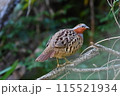 コジュケイ 115521934