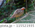 コジュケイ 115521935