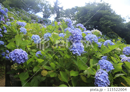 下田城址公園の紫陽花祭り 115522004