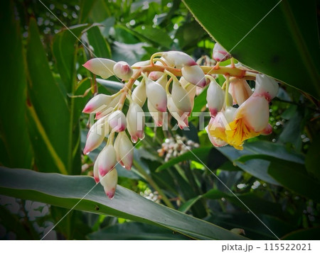月桃の花 朝露に濡れ光る いろんな色味さす 月桃の花 朝露に濡れ光る いろんな色味さす 115522021