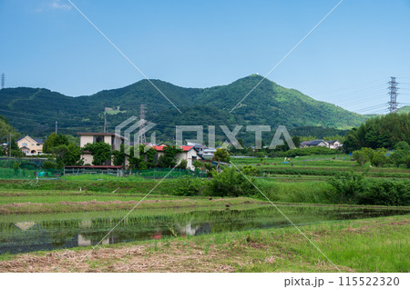 秦野の原風景 田原ふるさと 初夏の農村 秦野の原風景 田原ふるさと 初夏の農村 115522320