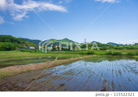 秦野の原風景　田原ふるさと　初夏の農村 115522321