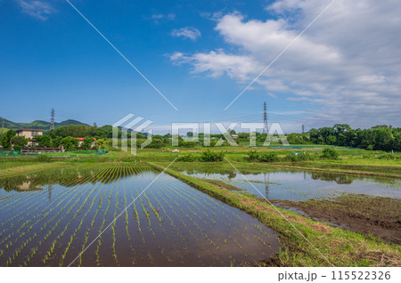 秦野の原風景　田原ふるさと　初夏の農村 115522326