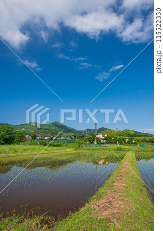 秦野の原風景 田原ふるさと 初夏の農村 秦野の原風景 田原ふるさと 初夏の農村 115522330