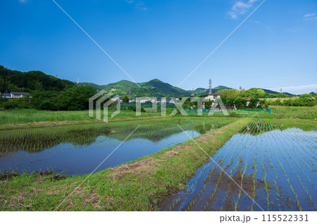 秦野の原風景 田原ふるさと 初夏の農村 秦野の原風景 田原ふるさと 初夏の農村 115522331