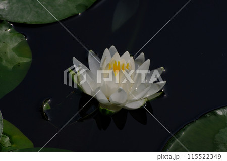 白い睡蓮の花 白い睡蓮の花 115522349