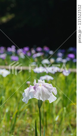 花菖蒲 115522512