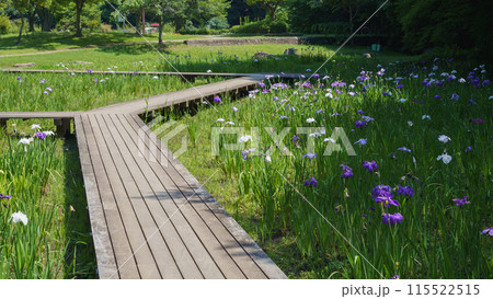 【千葉県千葉市】泉谷公園の菖蒲田に咲く花菖蒲 【千葉県千葉市】泉谷公園の菖蒲田に咲く花菖蒲 115522515