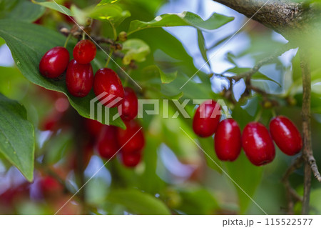 dogwood berry on a tree close-up dogwood berry on a tree close-up 115522577