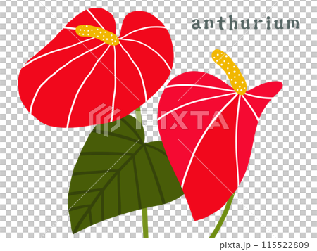 Anthurium material illustration 115522809
