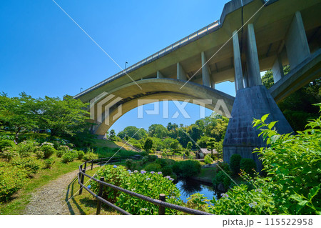 東京都稲城市若葉台の上谷戸大橋(かさやとおおはし)を公園から紫陽花と共に仰ぎ見る 115522958