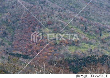 日勝峠の紅葉 日勝峠の紅葉 115523101