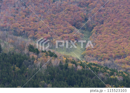 日勝峠の紅葉 115523103