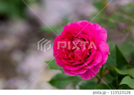 初夏のバラ、濃いピンク色のガブリエルオーク 初夏のバラ、濃いピンク色のガブリエルオーク 115523126