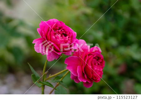 初夏のバラ、濃いピンク色のガブリエルオーク 115523127