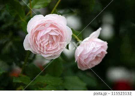 初夏のバラ、清楚なクレアオースチン 初夏のバラ、清楚なクレアオースチン 115523132