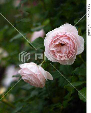 初夏のバラ、清楚なクレアオースチン 115523135