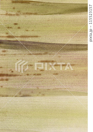 若い淡竹の皮【背景素材】 115523157