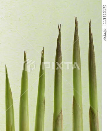 淡竹(ハチク)の新芽 淡竹(ハチク)の新芽 115523179