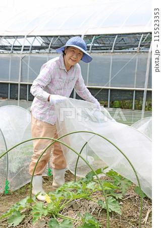 ズッキーニに防虫ネットを被せているシルバー女性 ズッキーニに防虫ネットを被せているシルバー女性 115523353