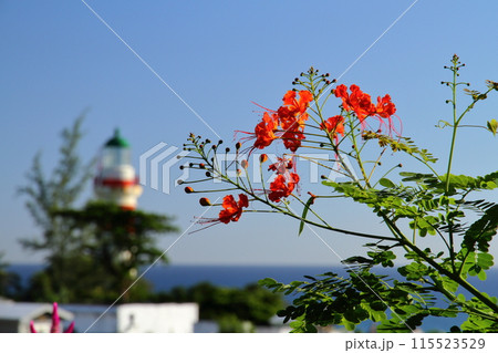 フランス海外県レユニオン島の街サントスザンヌにて、インド洋の水平線と灯台を背景に花の景色 フランス海外県レユニオン島の街サントスザンヌにて、インド洋の水平線と灯台を背景に花の景色 115523529