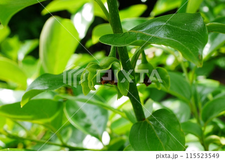 カキノキの花20240502 115523549