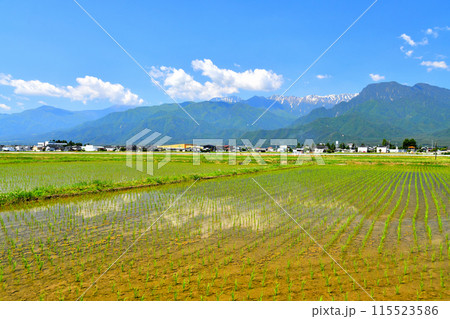 池田町より常念岳~有明山方面を望む(長野県池田町)【2024.6】 池田町より常念岳~有明山方面を望む(長野県池田町)【2024.6】 115523586