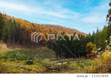 新潟県妙高市　笹ヶ峰周辺の森　紅葉の風景 115523649