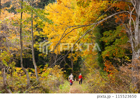 新潟県妙高市　笹ヶ峰周辺の森　紅葉の風景 115523650