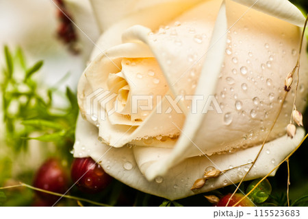 Focus on a dewcovered white rose, surrounded by natural elements in the background Focus on a dewcovered white rose, surrounded by natural elements in the background 115523683
