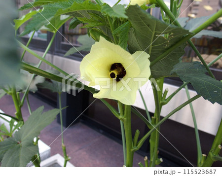 オクラ　オクラの花　夏野菜　野菜　レモンイエロー 115523687