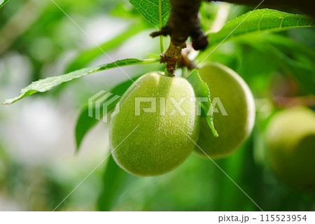 成熟前のモモの実20240503 115523954