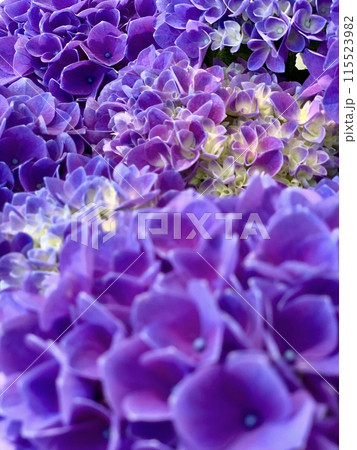 満開の紫陽花の花びら(青紫色・クローズアップ)〈形原温泉あじさいの里/愛知県蒲郡市〉 115523982