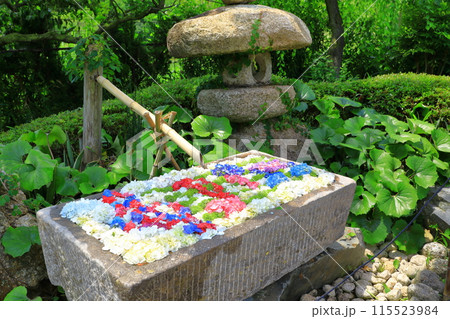 かざはやの里　紫陽花まつり　満開のあじさい 115523984