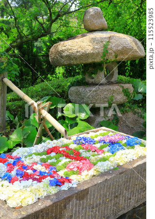 かざはやの里 紫陽花まつり 満開のあじさい かざはやの里 紫陽花まつり 満開のあじさい 115523985