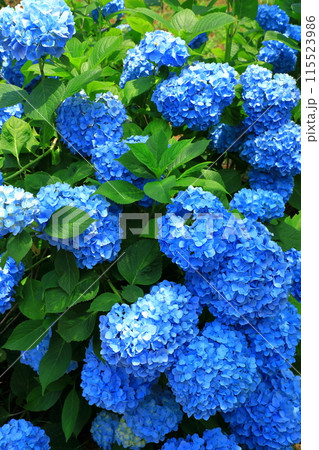 かざはやの里　紫陽花まつり　満開のあじさい 115523986