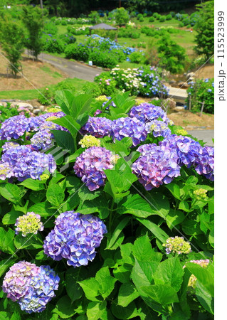 かざはやの里 紫陽花まつり 満開のあじさい かざはやの里 紫陽花まつり 満開のあじさい 115523999