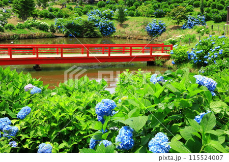 かざはやの里　紫陽花まつり　満開のあじさい 115524007
