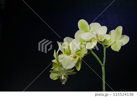 胡蝶蘭（グリーンピクシー）20240303 115524136