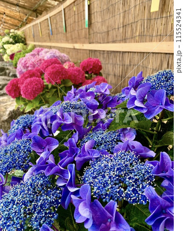 満開の紫陽花(日本のあじさい展) 〈形原温泉あじさいの里/愛知県蒲郡市〉 115524341