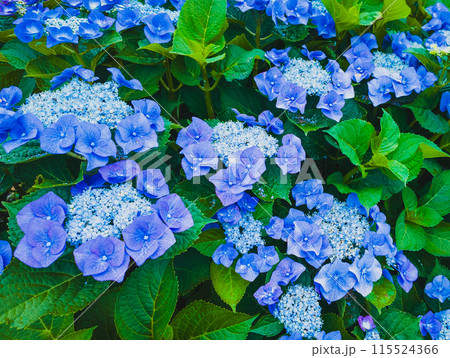 アジサイの写真 115524366