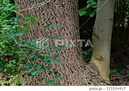 Various aged trees, Can be used for textures backgrounds and other purposes, Photos taken in springtime in the park, Wroc aw. 115524417