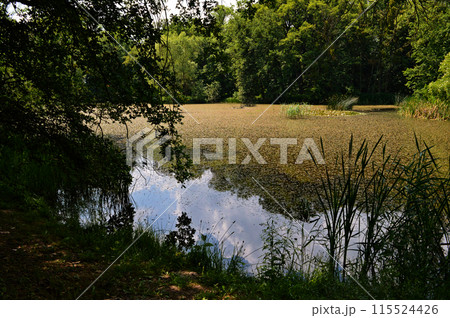 Reeds in the water, light waves in the sunlight, a cozy spot of the park, a reed in the middle of the lake 115524426
