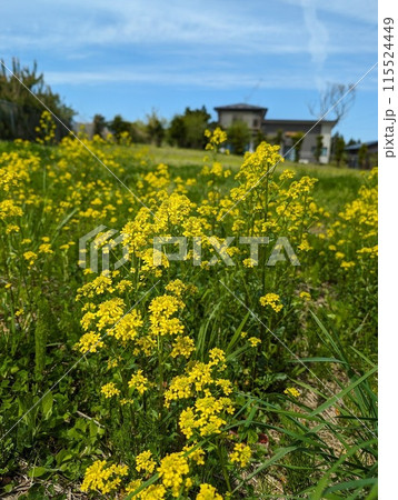 春の土手に咲く菜の花 春の土手に咲く菜の花 115524449