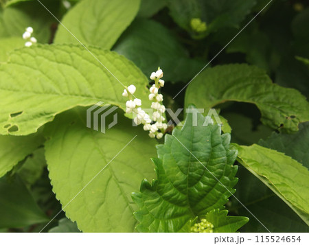 二人静　フタリシズカ　山野草　花　葉 115524654