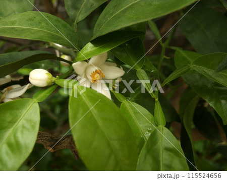 スダチの花 スダチ 柑橘の花 つぼみ 果樹 スダチの花 スダチ 柑橘の花 つぼみ 果樹 115524656