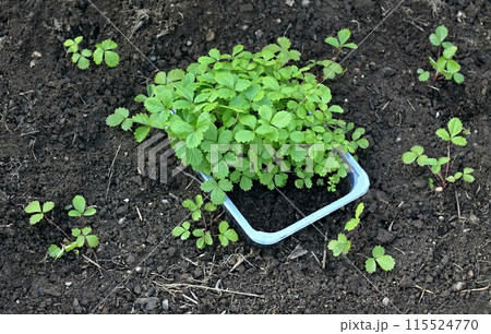 Transplantation of young wild Alpine strawberry seedlings into the garden. Transplantation of young wild Alpine strawberry seedlings into the garden. 115524770